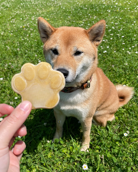 Woof’Ice – DIY & à la viande : il va fondre de plaisir !